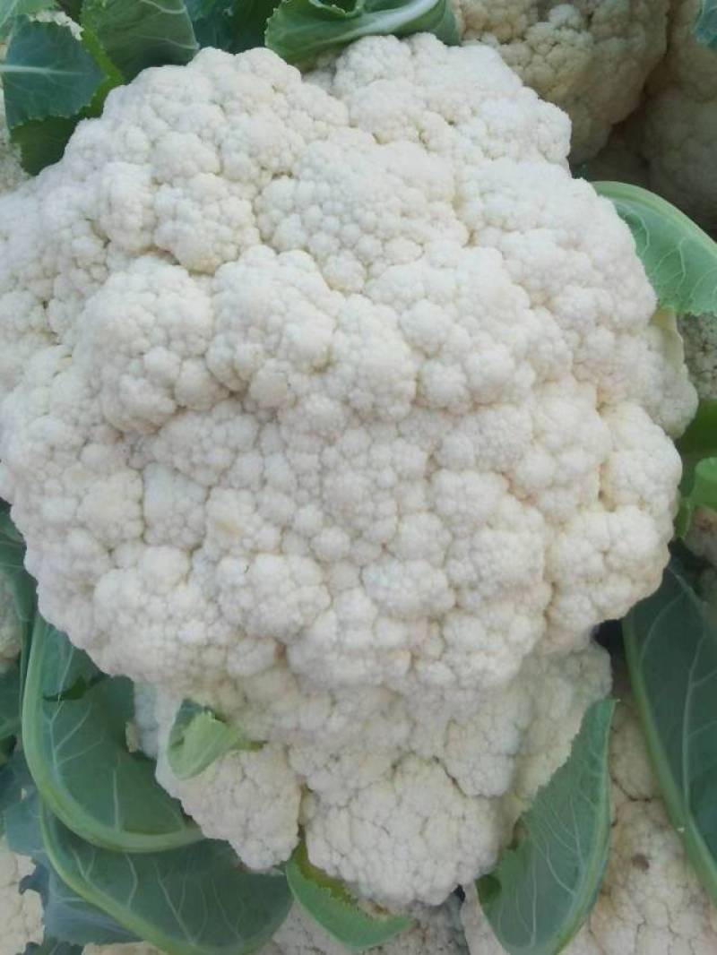 大量菜花现货江苏徐州沛县，货源充足欢迎采购