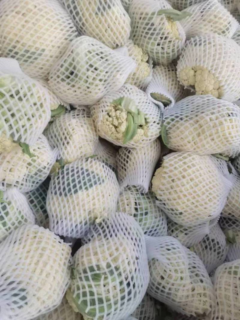 大量菜花现货江苏徐州沛县，货源充足欢迎采购