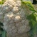 大量菜花现货江苏徐州沛县，货源充足欢迎采购