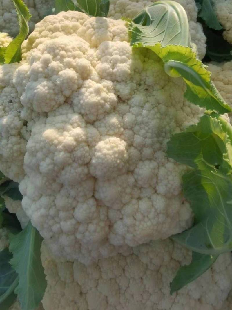 大量菜花现货江苏徐州沛县，货源充足欢迎采购