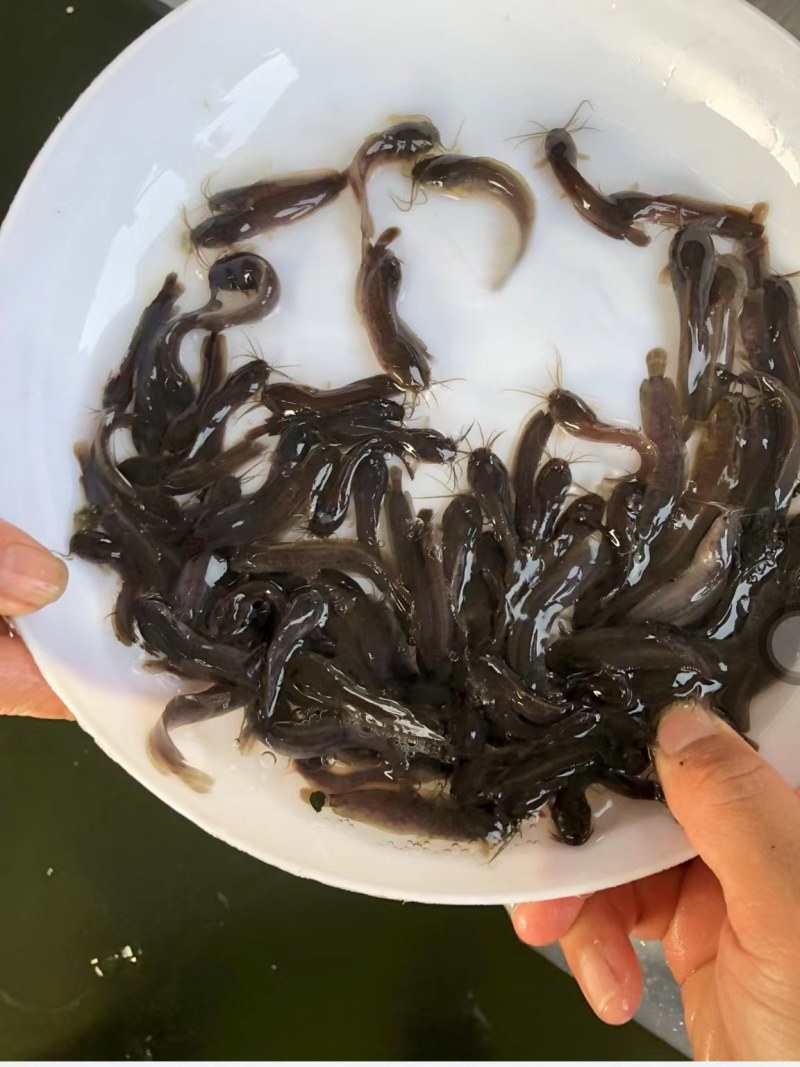 淡水养殖优选塘鲺鱼苗产地直销直供现货全国发货