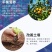 干块儿鸡粪，发酵纯鸡粪添加复合微生物菌，翻抛过筛
