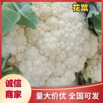 大量菜花现货江苏徐州沛县，货源充足欢迎采购