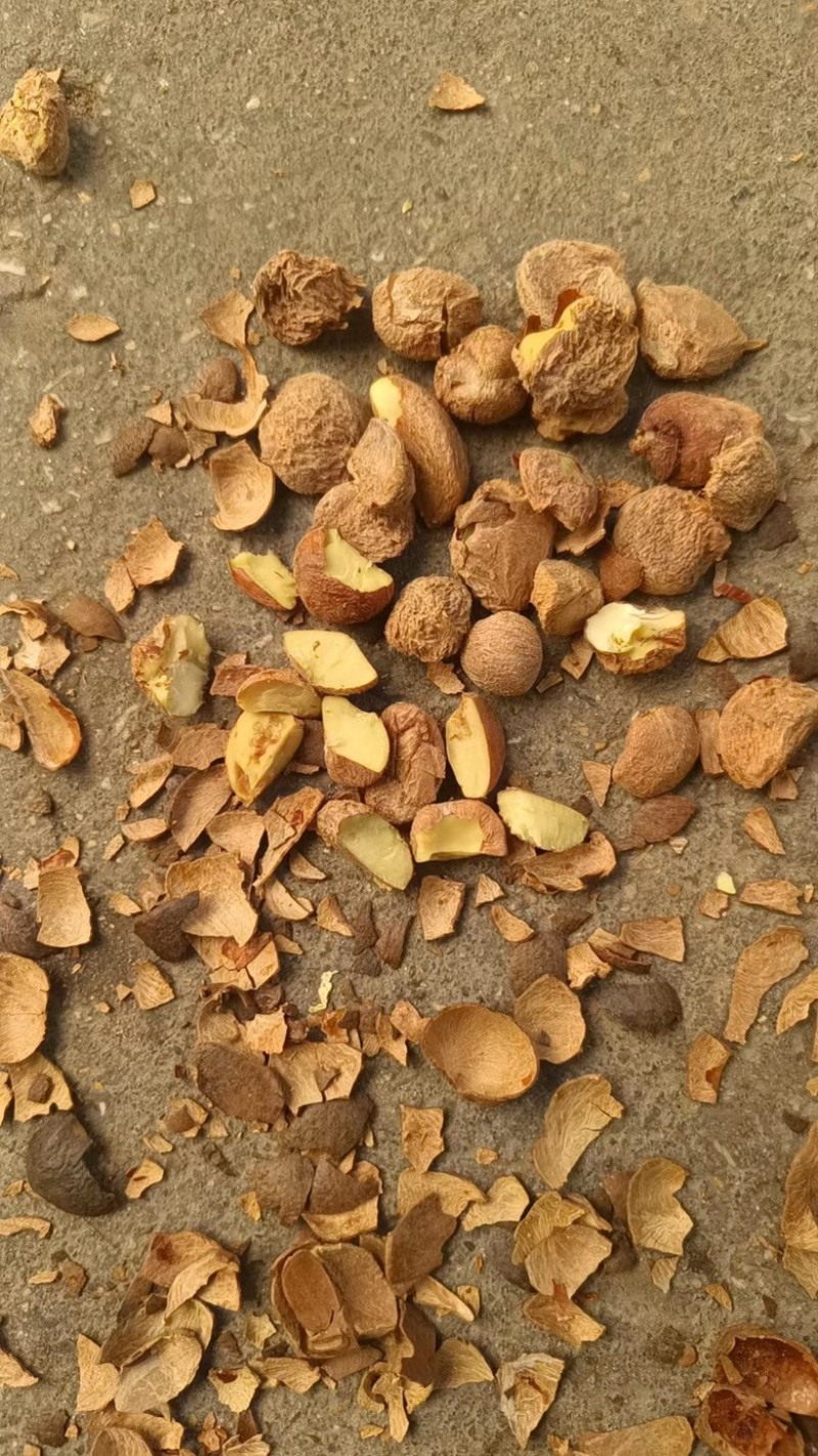 大别山山茶籽新鲜采摘大量有货诚信经营欢迎来电