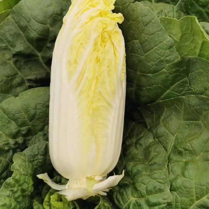 娃娃菜《大小娃娃菜》质优价低，货源充足，半毛