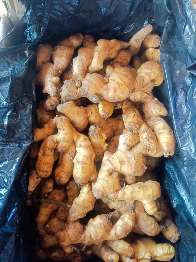沙土地生姜产地直发，一手货源，价格便宜，质量好