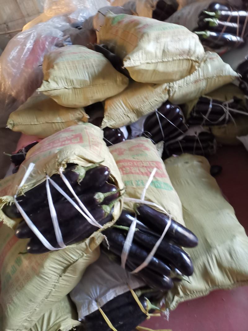 潍坊市青州市绿把长茄，大量上市了，质量很好，价格实惠