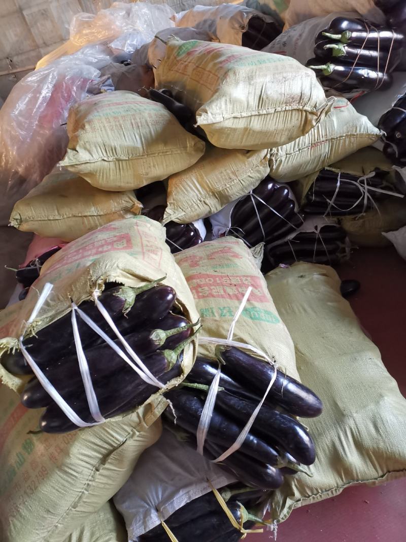 潍坊市青州市绿把长茄，大量上市了，质量很好，价格实惠