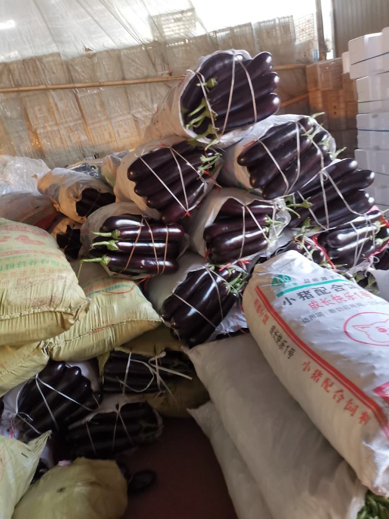 潍坊市青州市绿把长茄，大量上市了，质量很好，价格实惠