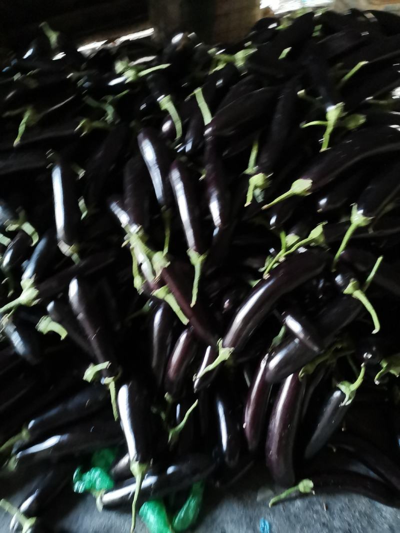 潍坊市青州市绿把长茄，大量上市了，质量很好，价格实惠