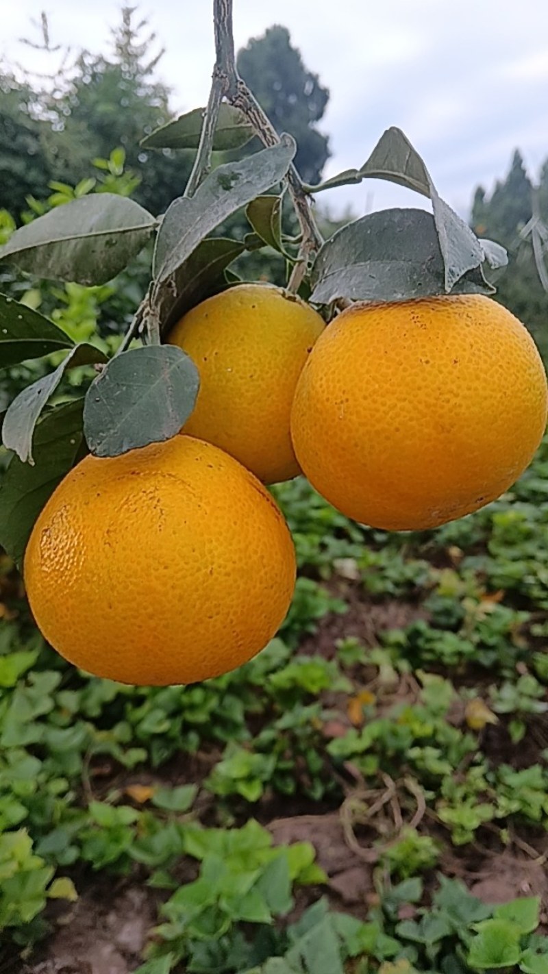 沙糖桔，蜜橘，爱媛，耙耙柑