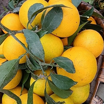 沙糖桔，蜜橘，爱媛，耙耙柑