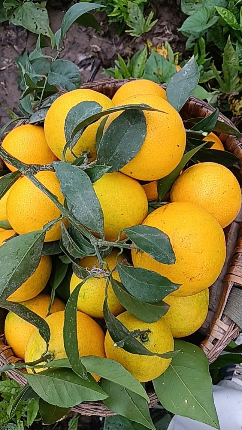 沙糖桔，蜜橘，爱媛，耙耙柑