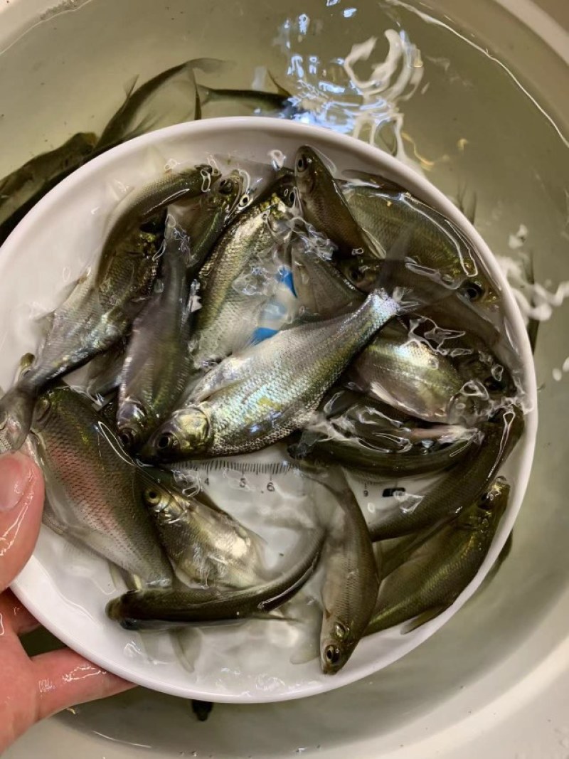 精选优质武鲳鳊鱼苗淡水养殖产地直销现货直发
