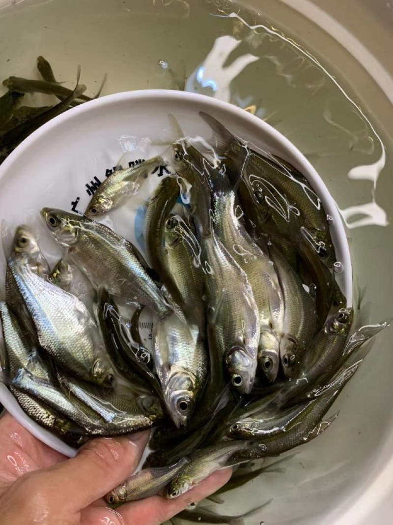精选优质武鲳鳊鱼苗淡水养殖产地直销现货直发