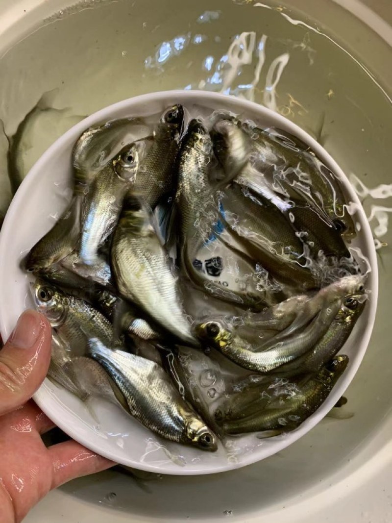 精选优质武鲳鳊鱼苗淡水养殖产地直销现货直发