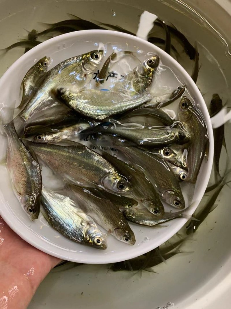 精选优质武鲳鳊鱼苗淡水养殖产地直销现货直发