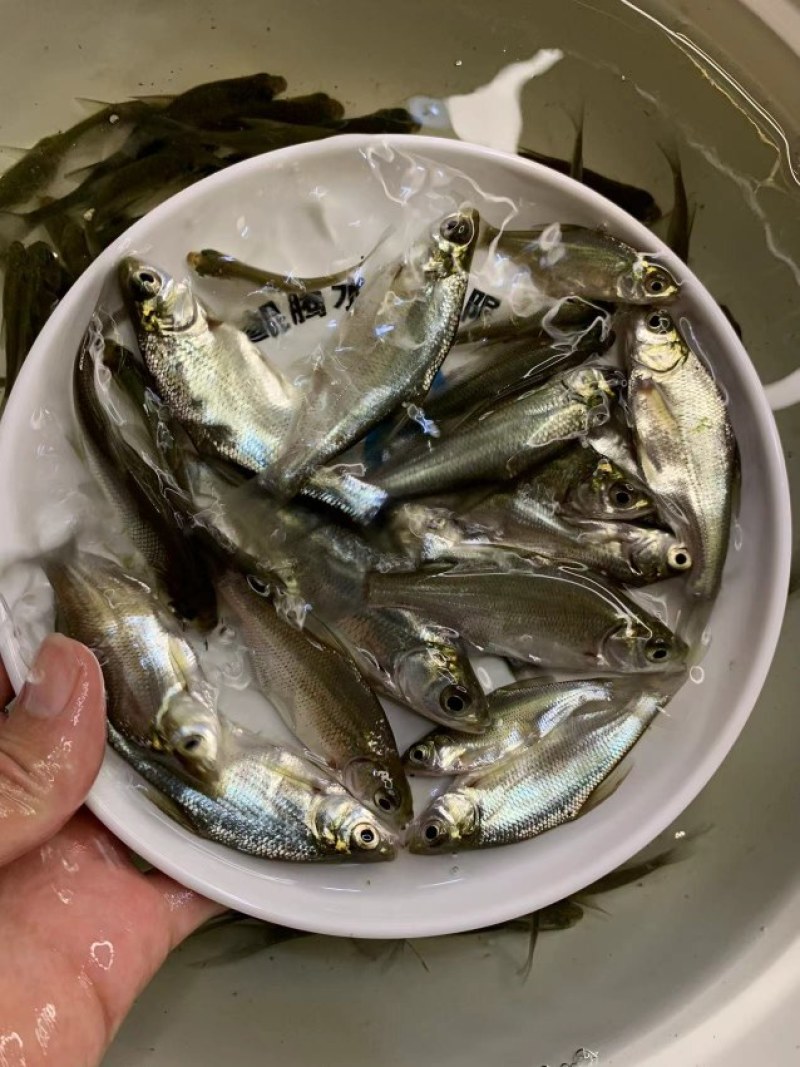 精选优质武鲳鳊鱼苗淡水养殖产地直销现货直发