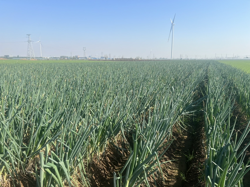 铁杆大葱机械化收获现场