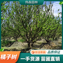 橘子树12-25公分规格齐全园林绿化布局果树