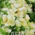 娃娃菜《大小娃娃菜》质优价低，货源充足，半毛