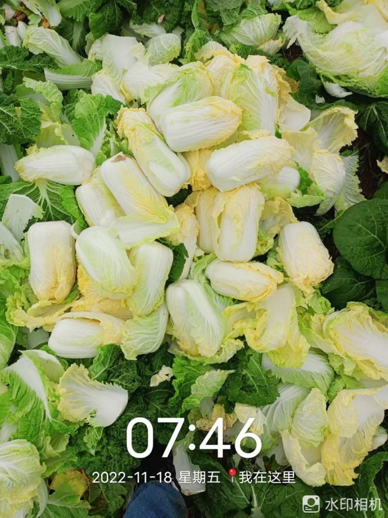 娃娃菜《大小娃娃菜》质优价低，货源充足，半毛