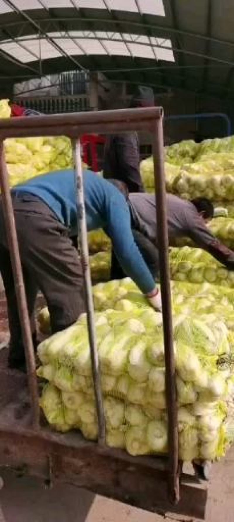 娃娃菜《大小娃娃菜》质优价低，货源充足，半毛