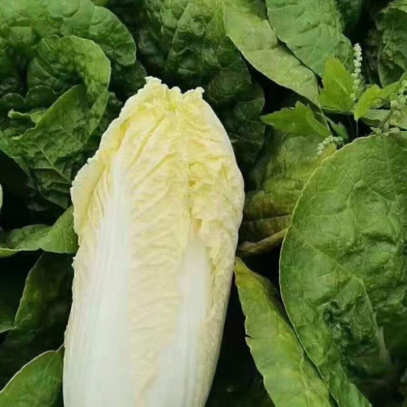 娃娃菜《大小娃娃菜》质优价低，货源充足，半毛