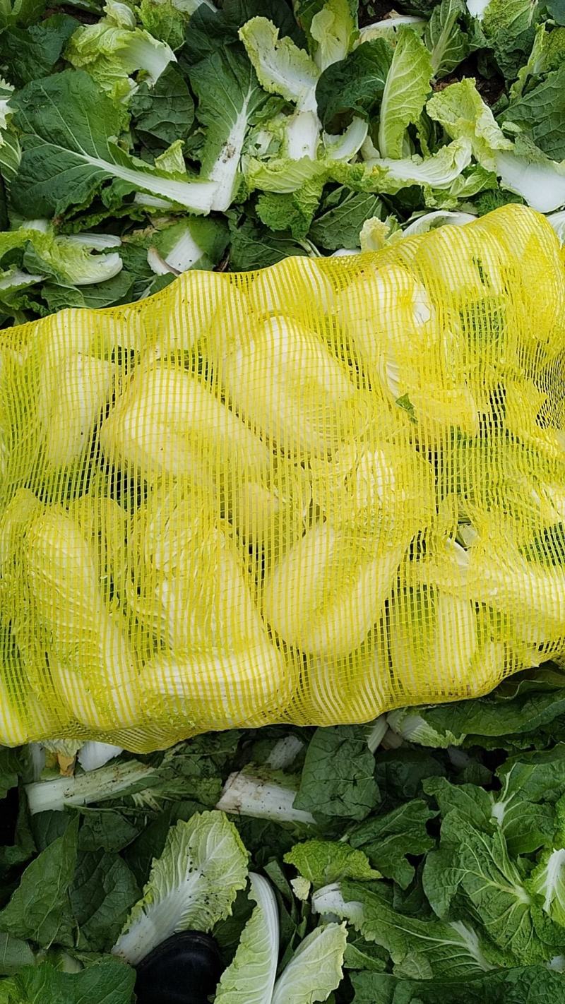 娃娃菜《大小娃娃菜》质优价低，货源充足，半毛