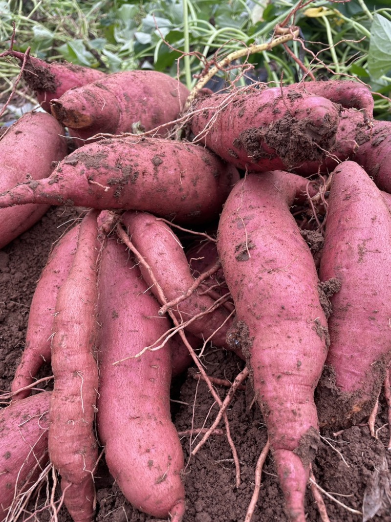 四川新鲜上货本地西瓜红红薯