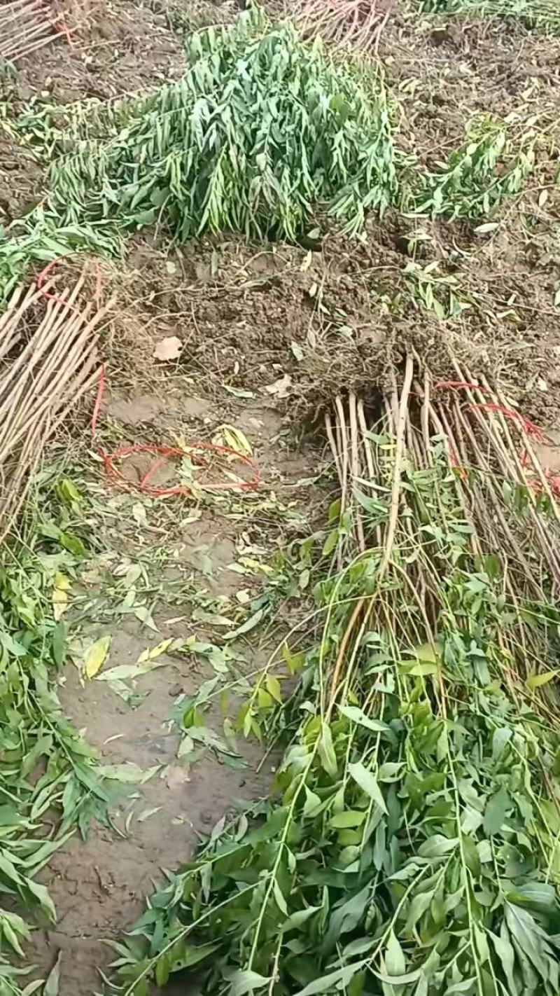毛桃小苗