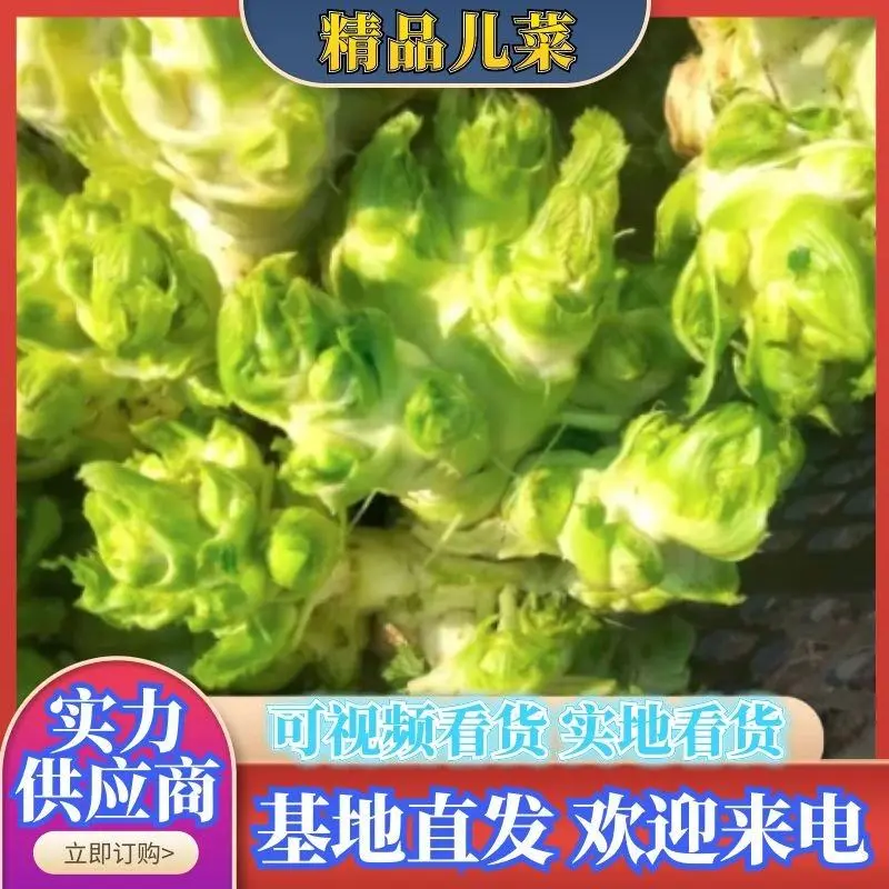 安徽精品儿菜，个头大，产地直发，可供电商，欢迎联系~