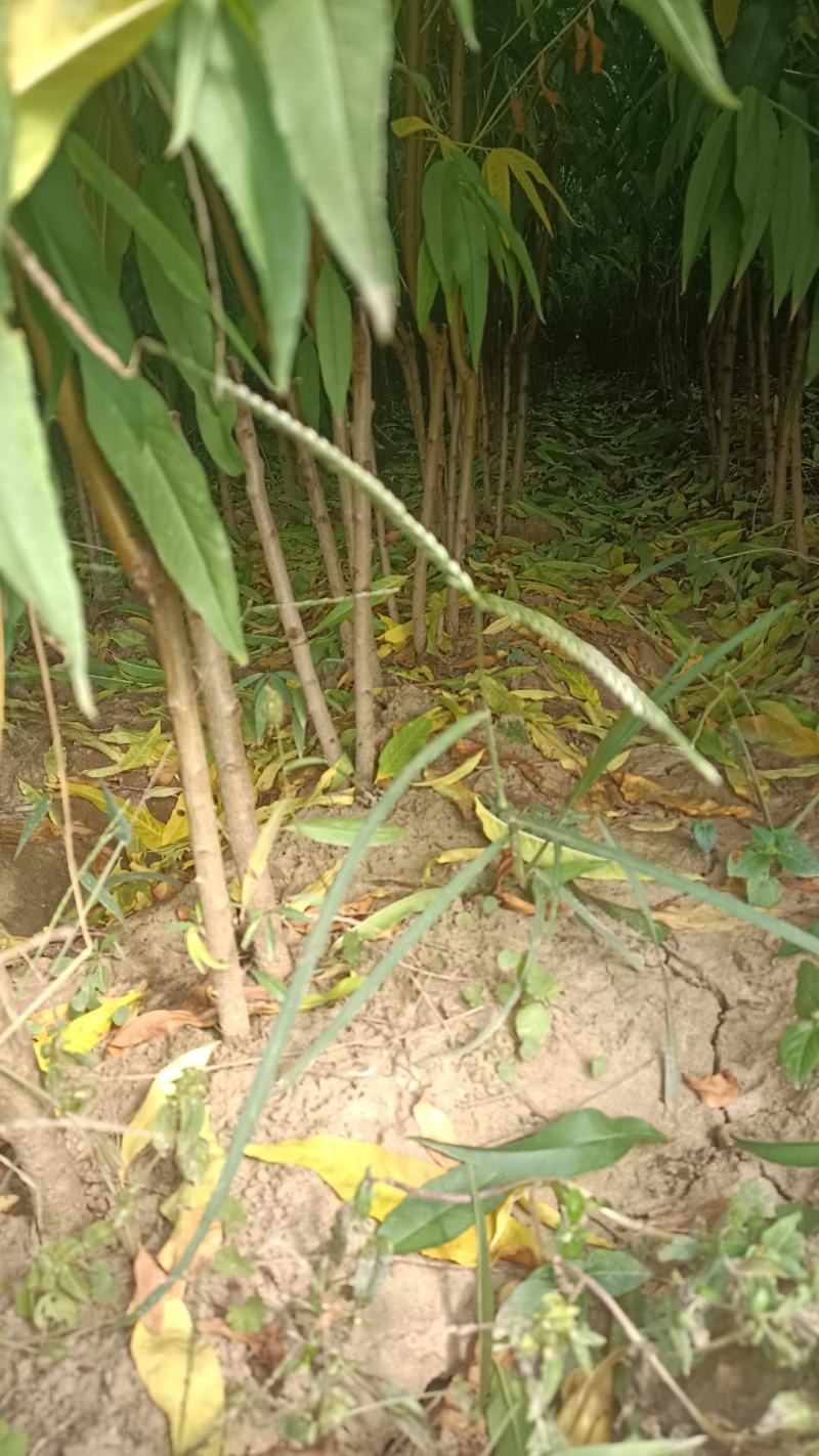 黄桃小苗