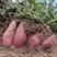 河南西瓜红红薯产地发货量大从优欢迎咨询