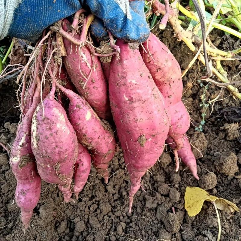 河南西瓜红红薯产地发货量大从优欢迎咨询