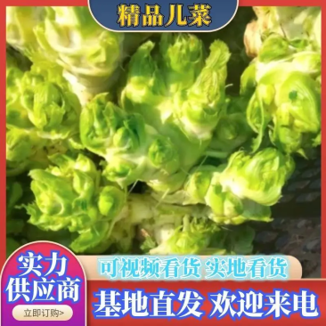 儿菜，娃娃大，子多，我代发保质保量，欢迎光临