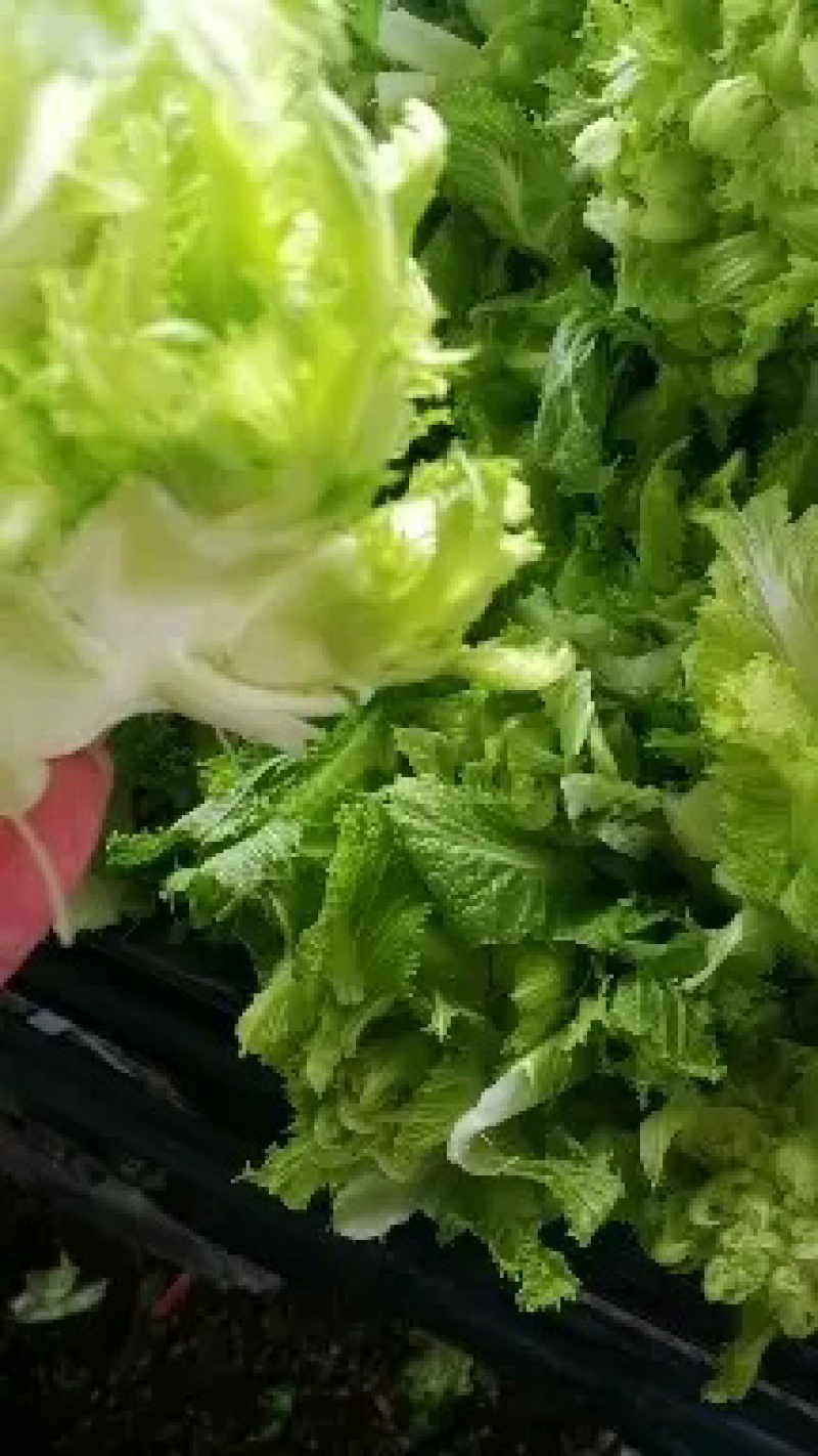 儿菜，娃娃大，子多，我代发保质保量，欢迎光临