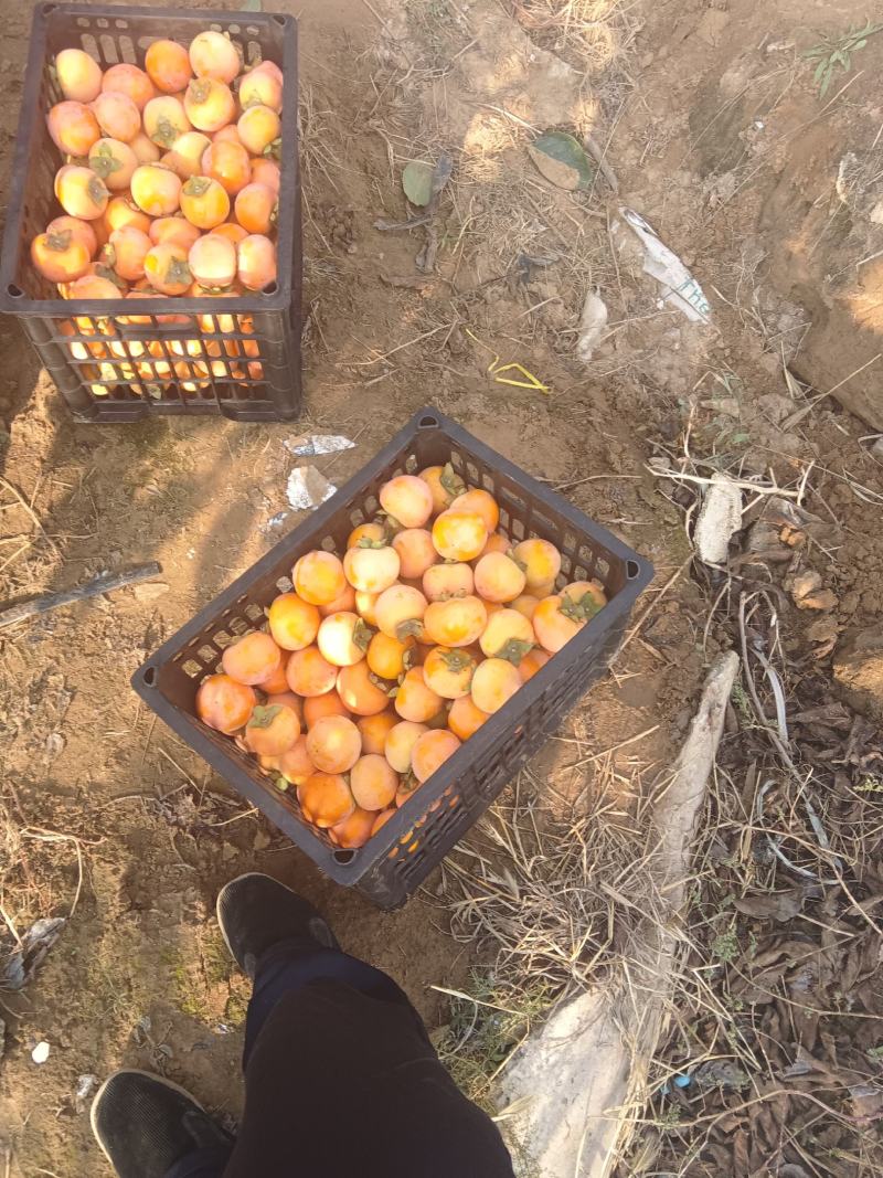 火葫芦柿子，需要联系，量大从优，可供超市，电商，市场