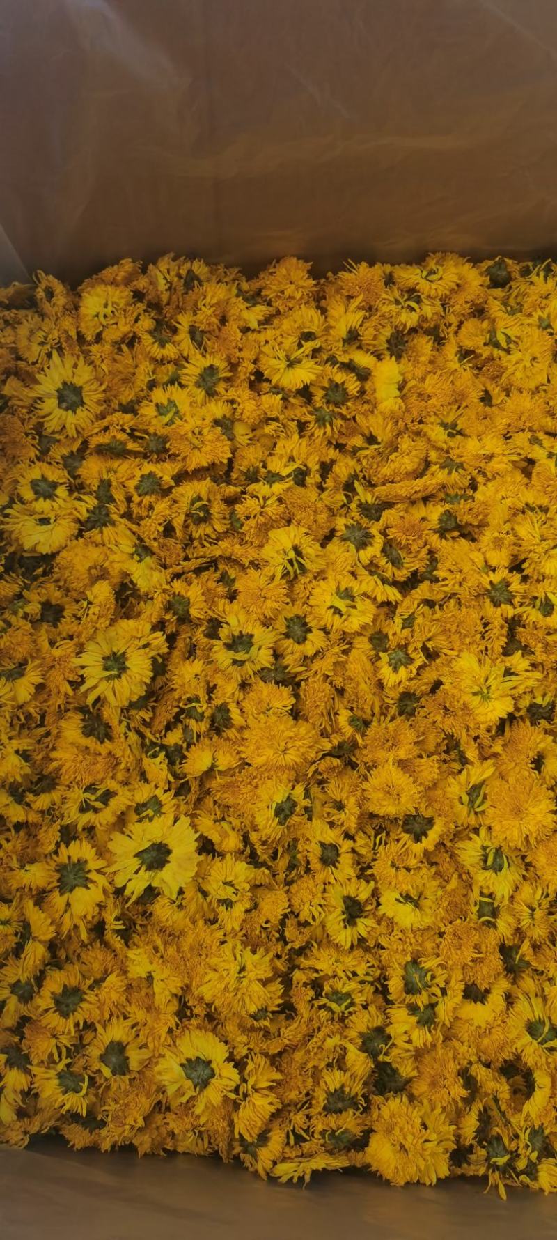 婺源皇菊干花，，