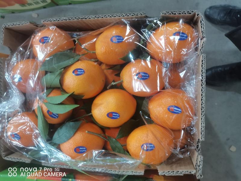 《火爆》湖北橙子，秭归脐橙，纽荷尔脐，平台商超欢迎来电。