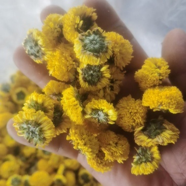 球菊