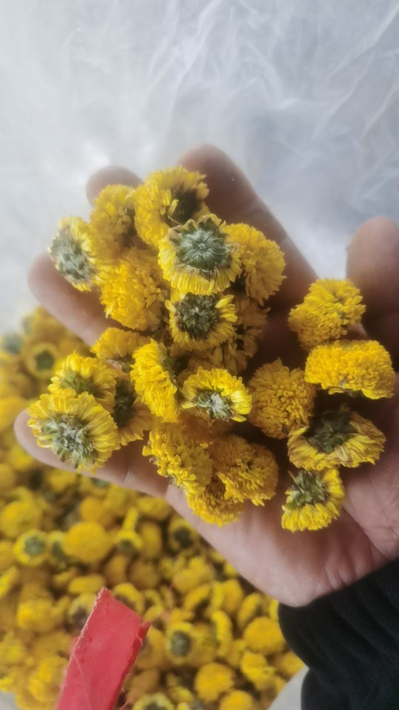 球菊