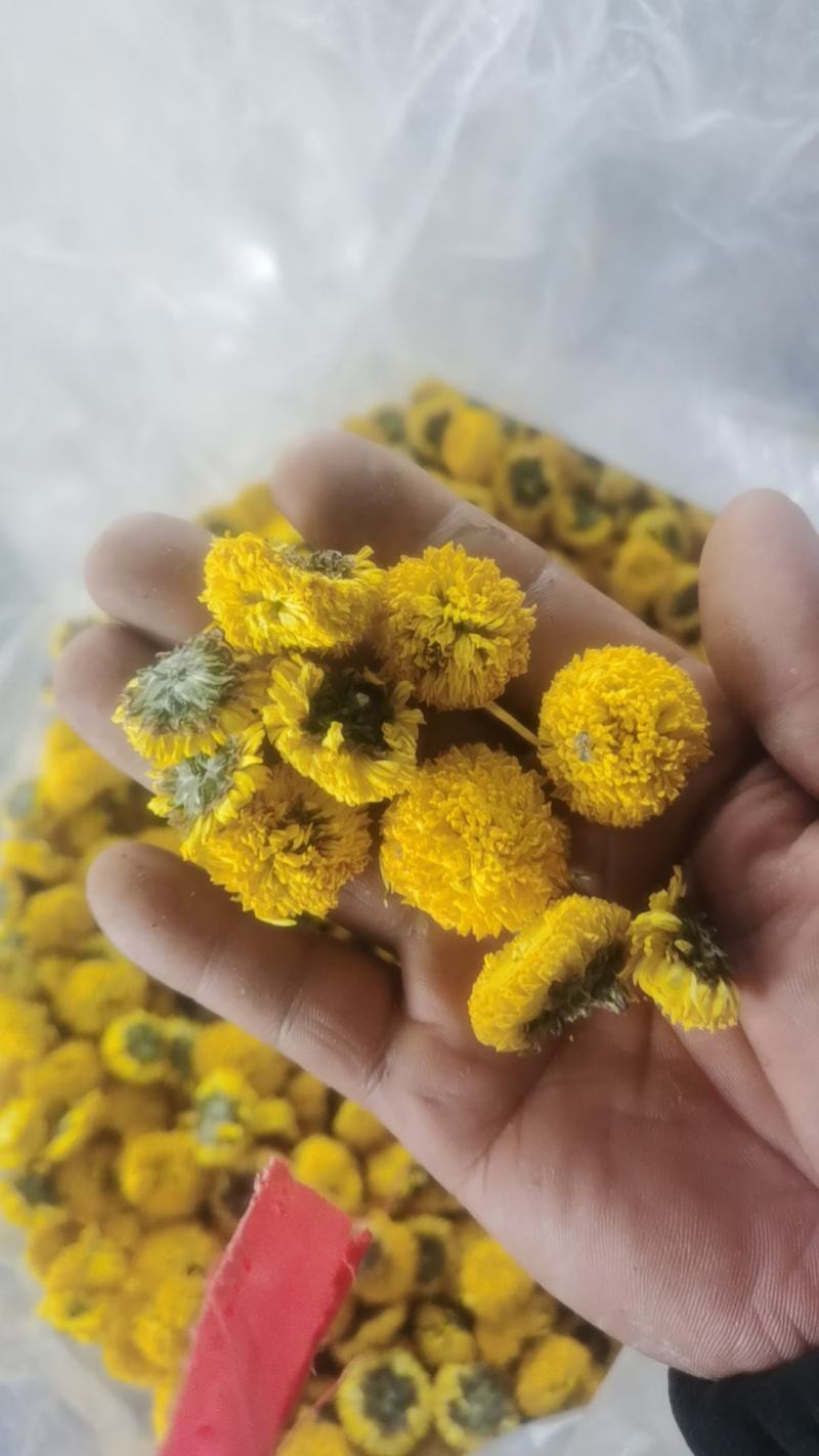 球菊