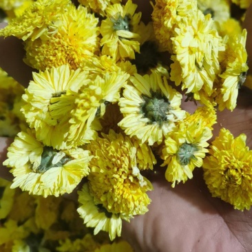 桃菊