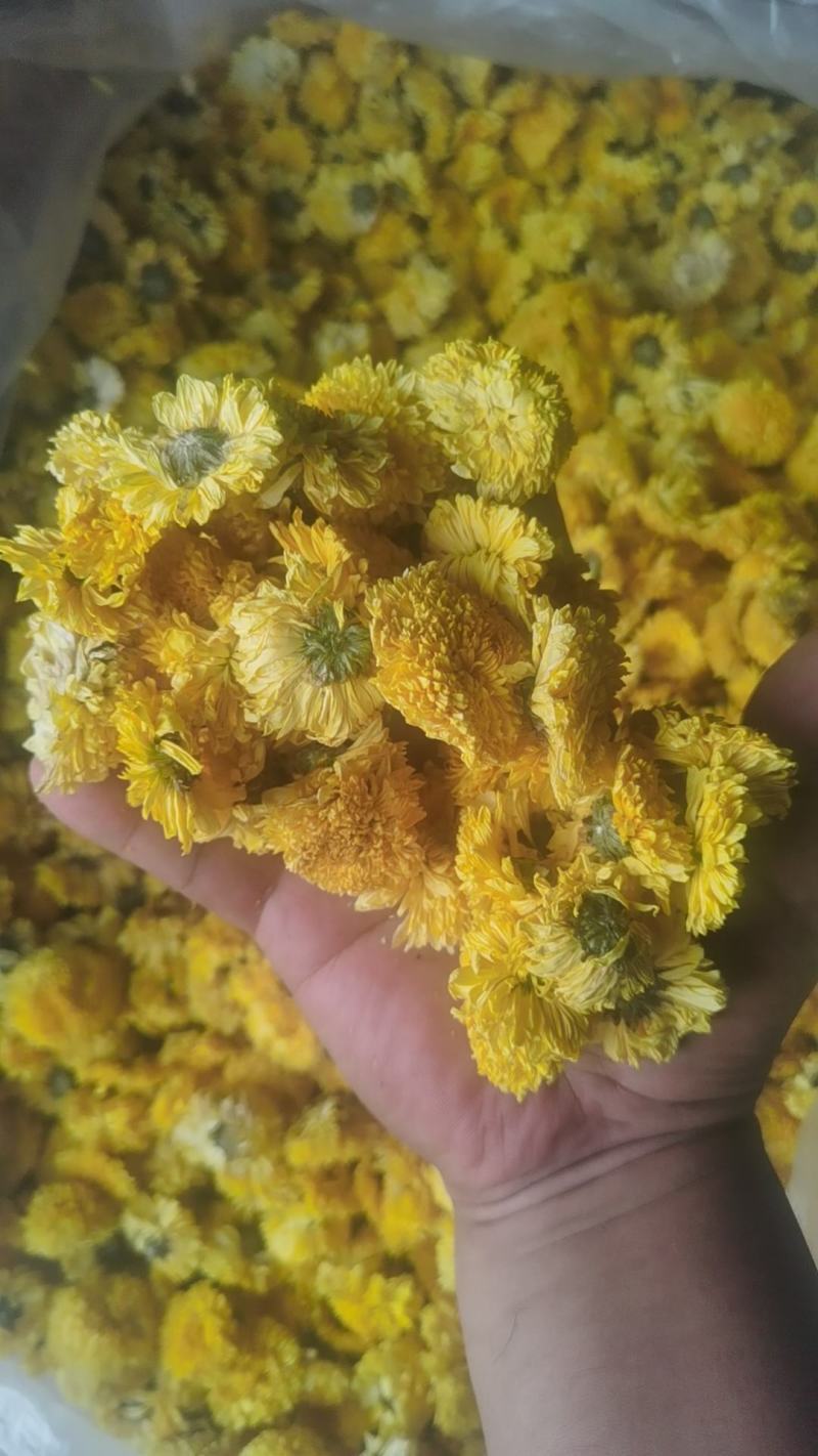 桃菊