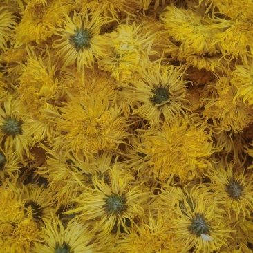 金丝皇菊