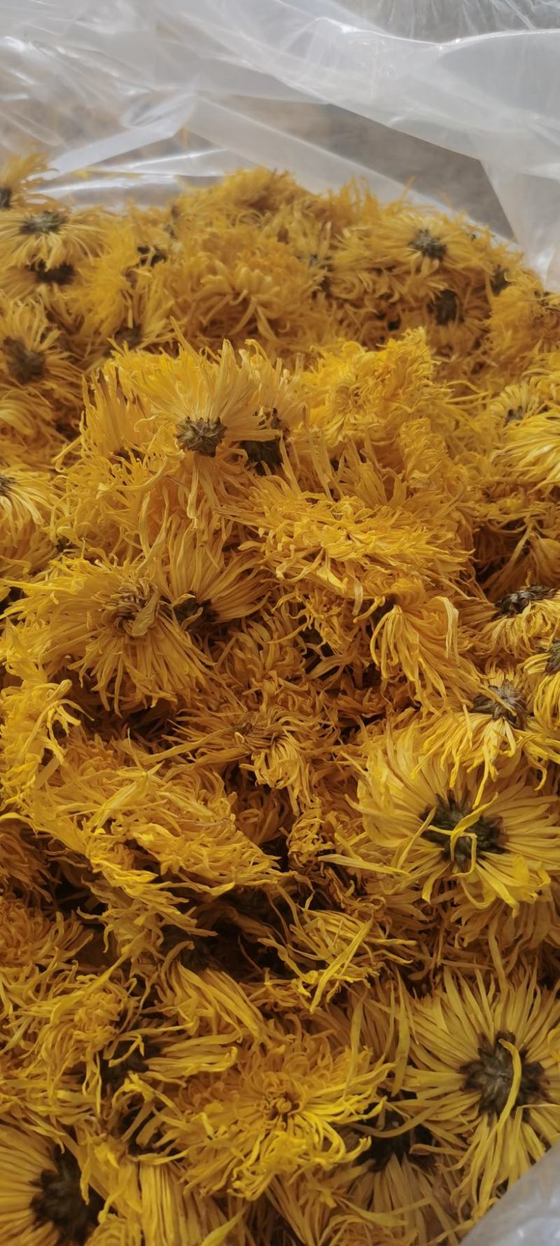 金丝皇菊