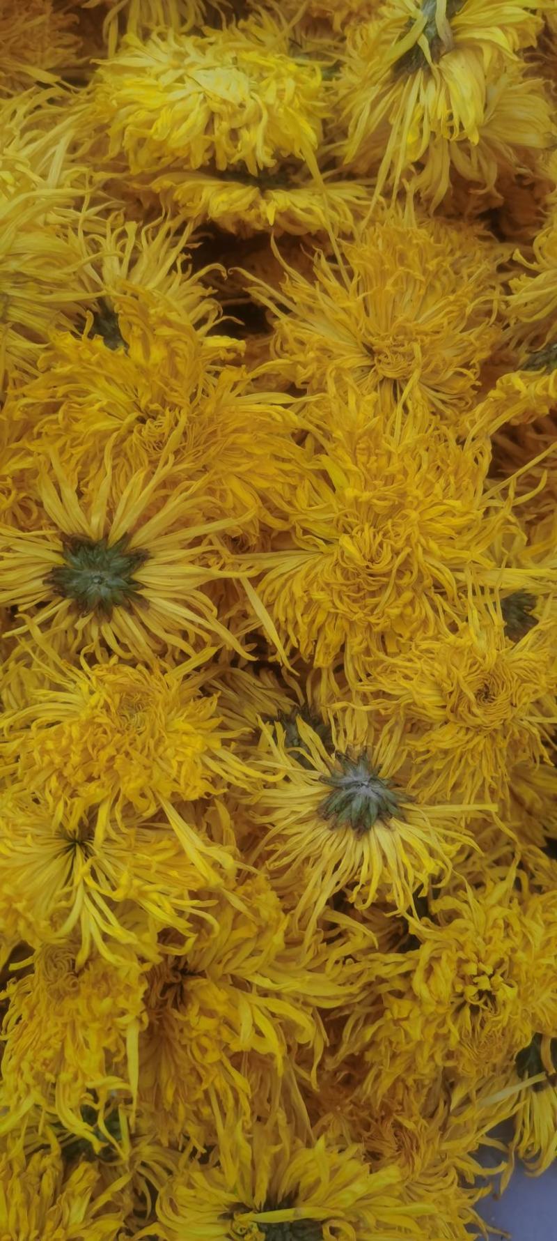 金丝皇菊