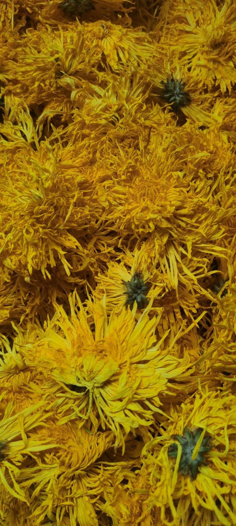 金丝皇菊