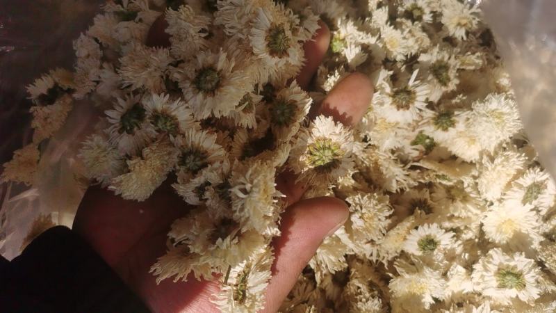 黄山七月菊